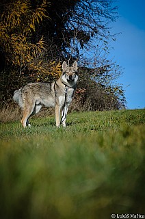 DSC_2244