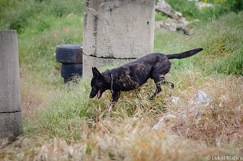 DSC_9554.jpg