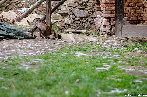 DSC_8607